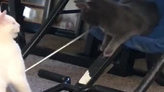 Cat shakes off slap