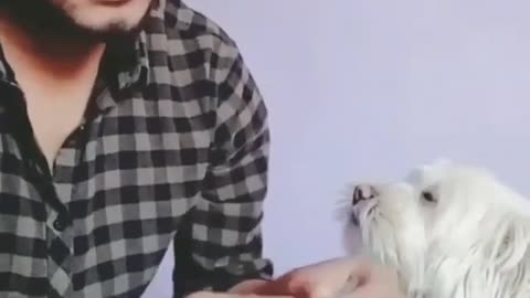 funny dog helps his friend to count his money