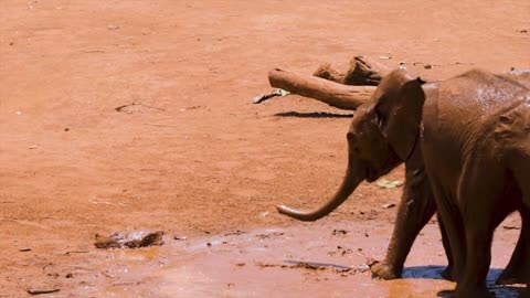 Two elephants playing in a humming lake. They are beautiful