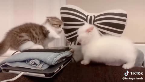 Cat Boxing.... Funny cats Boxing