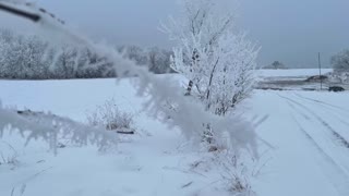 Cool Frozen frost falling from small tree