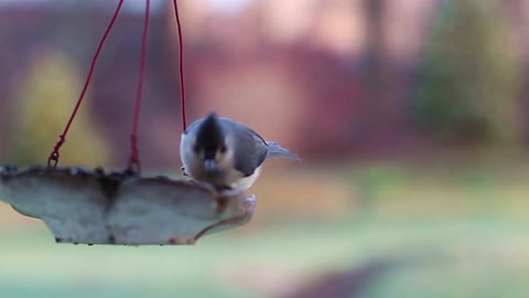 Birds at Feeder