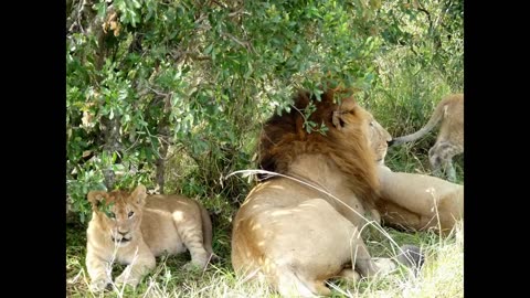 Wildlife- Two Lions Fight to See Who's King!