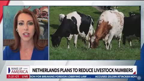 Netherlands Plan to Reduce Their Livestock for the Climate Change Hoax! Recipe For Famine!