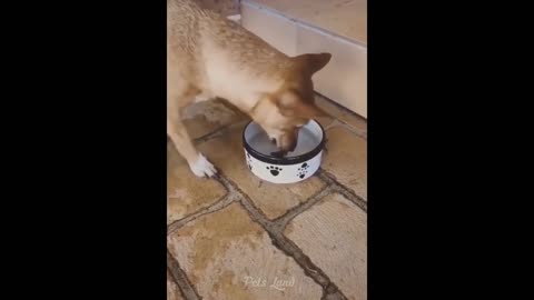 Funny Video Cat And dog