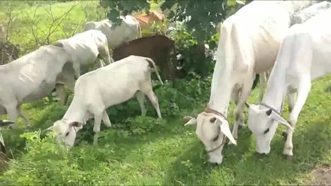 Cow Videos - Kids Cow Video With Mooing Sound Without Music - Cow Videos for Kids & Parents (1)