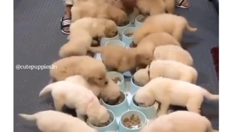 Cute puppies heaven