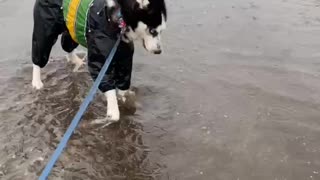 Husky walking in the rain