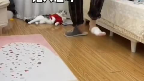 Kitty funny video