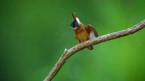 Kingfishers are small birds of the order Coraciiformes