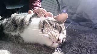 Loudest purr ever!! The purfect day for Mr. Kitty