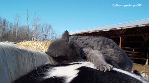 Grey cat on horse relaxing