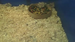Hamster anão russo comendo dentro da tigela, tem muita comida! [Nature & Animals]