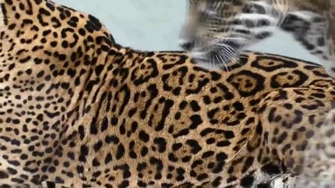 Jaguar,one of the most beautiful animals in the amazon