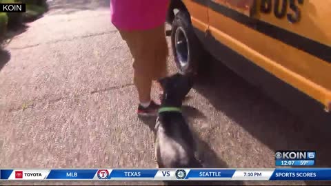Doggie School Bus provides pups with fun, exercise