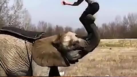 Elephant Alleyop