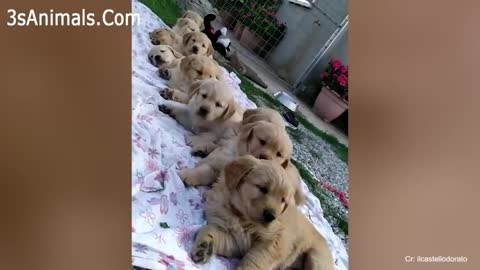 ⚠️ You will get STOMACH ACHE FROM LAUGHING SO HARD 🤣🐶Funny Dog Videos 2021