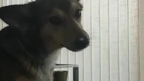 Dog trying to lick food of its nose