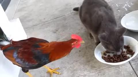Funny Animals Rooster vs. Cat // funny cats and kittens