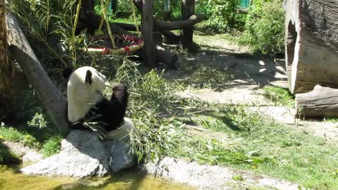 Funny Panda making a show at Viena Zoo