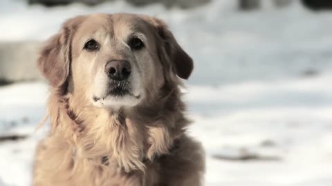 FAITHFUL DOG ​​WAITING FOR HIS MASTER😢