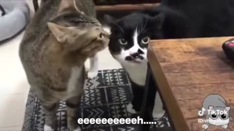 Cats talking and singing!!!!