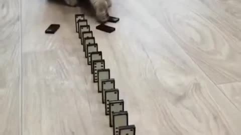 Funny cats playing with cards
