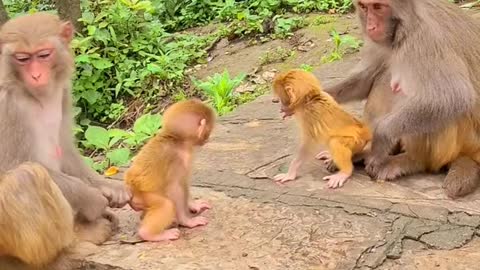 Baby monkey cute animals 22
