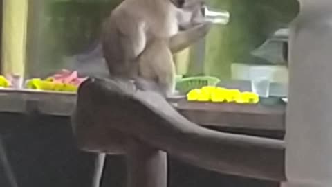 Funny Monkey with Cup of Tea