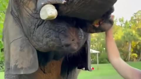 Feeding an elephant with melon