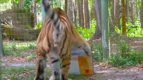 Zookeeper cheats poor tiger with an empty food box