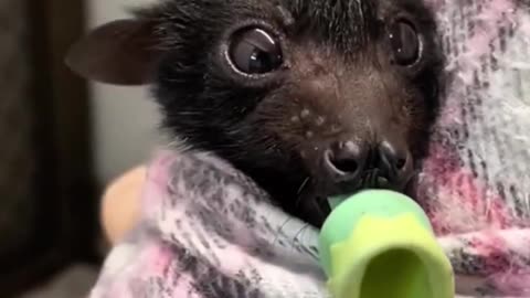 Saved a fruit bat from almost being washed down the drain #animals #animalrescue #rescue