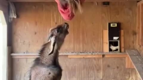 Funny animal video 2022🤣🤣🤣