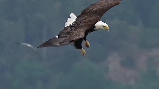 Hungry bald eagle glides in and snatches a fish from a bed of sea lettuce.