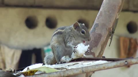 Natural feeding of a Squirrel