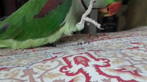 Mittu (parrot) Say Mummy