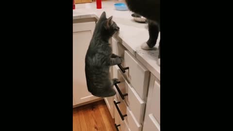 Best funny cat videos that will make you augh all day long