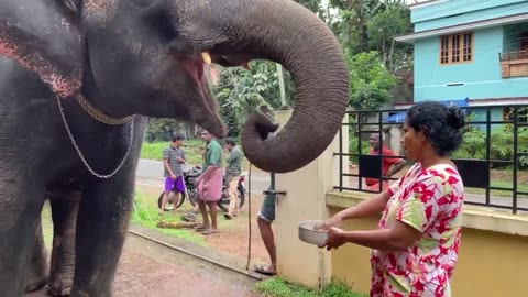 Pet- Pretty- Elephant