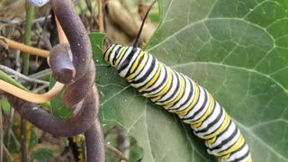 Monarch caterpillar eating