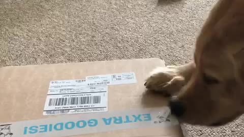 Strong independent dog doesn’t need any help opening his presents