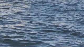 Whale Breaches Right by Boat