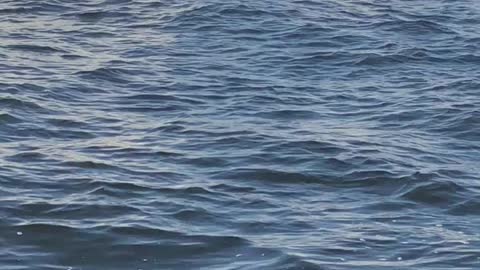 Whale Breaches Right by Boat