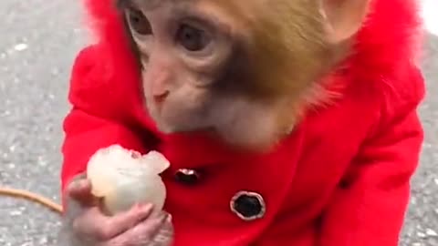 Funny monkey eating fruit