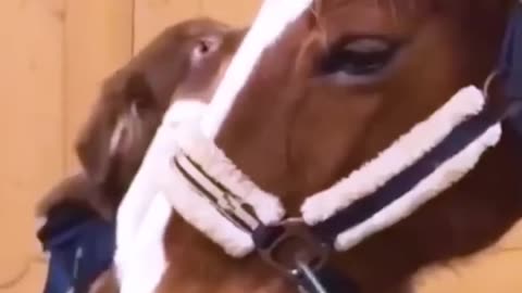 This Dog Can't Stop Hugging His Favorite Horse | The Dodo #horse #farm