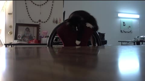 Kittens On Kitchen Table Special Low Level Video