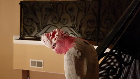 Funniest Parrot Talking Bird