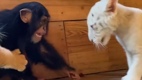two cute little tiger playing with little monkey