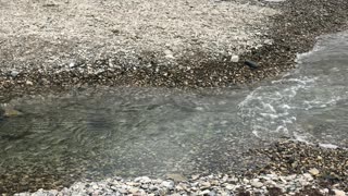 Creek Jump Attempt Ends with a Splash