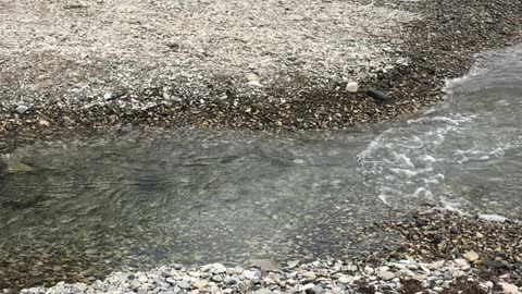 Creek Jump Attempt Ends with a Splash