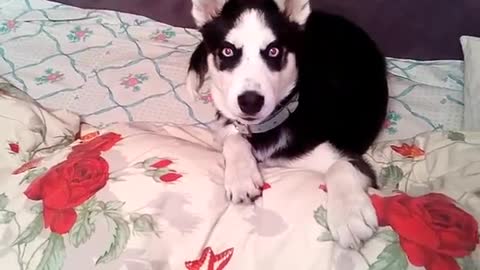 Siberian husky does not allow to get up in school.
